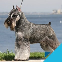 cost of a giant schnauzer